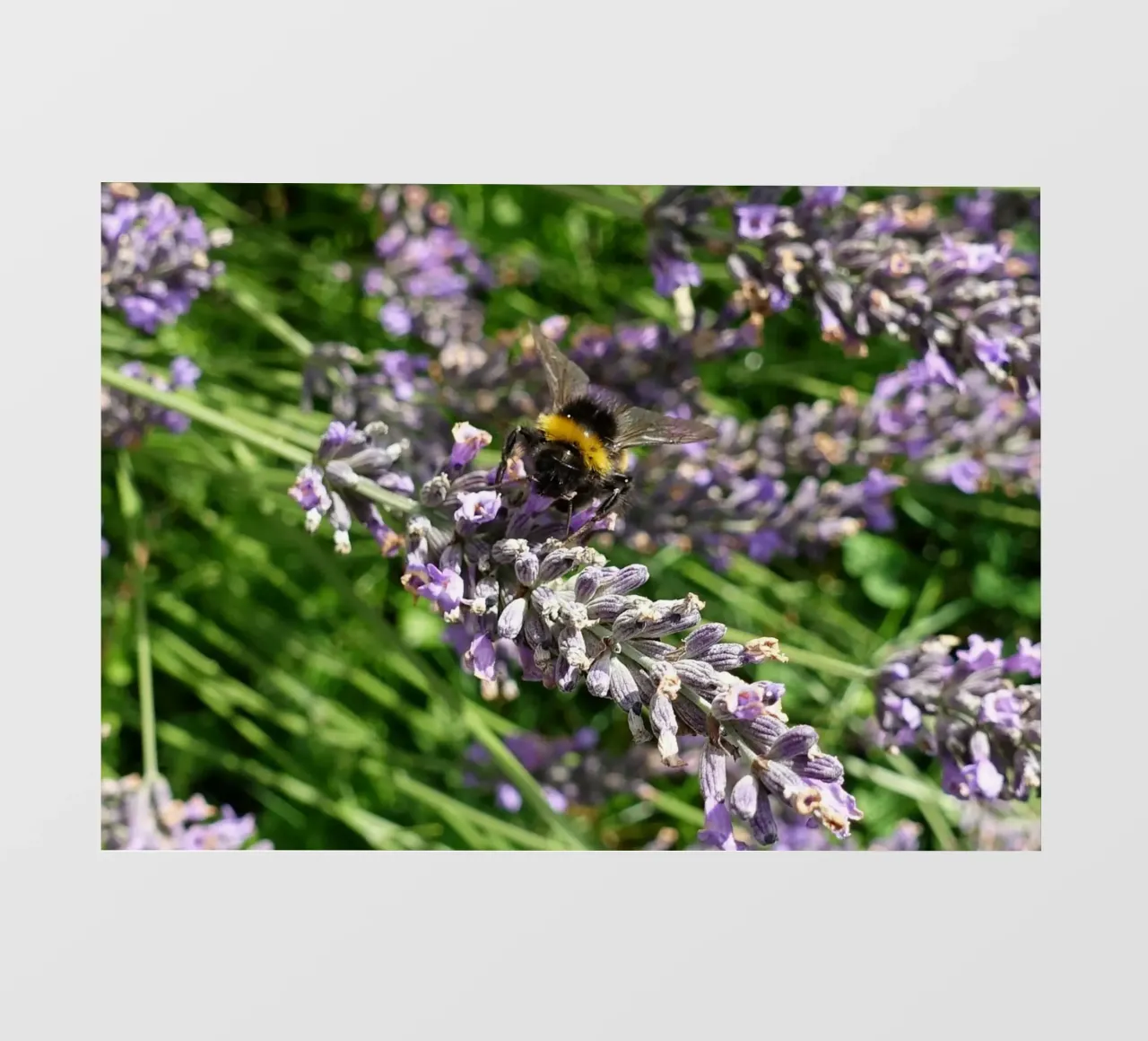 Bij fotobehang van Massimo Frascogna