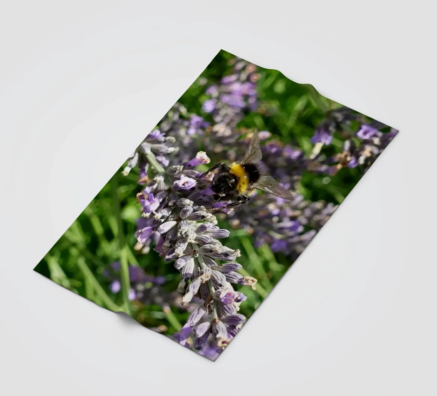 Bee fleece blanket by Massimo Frascogna