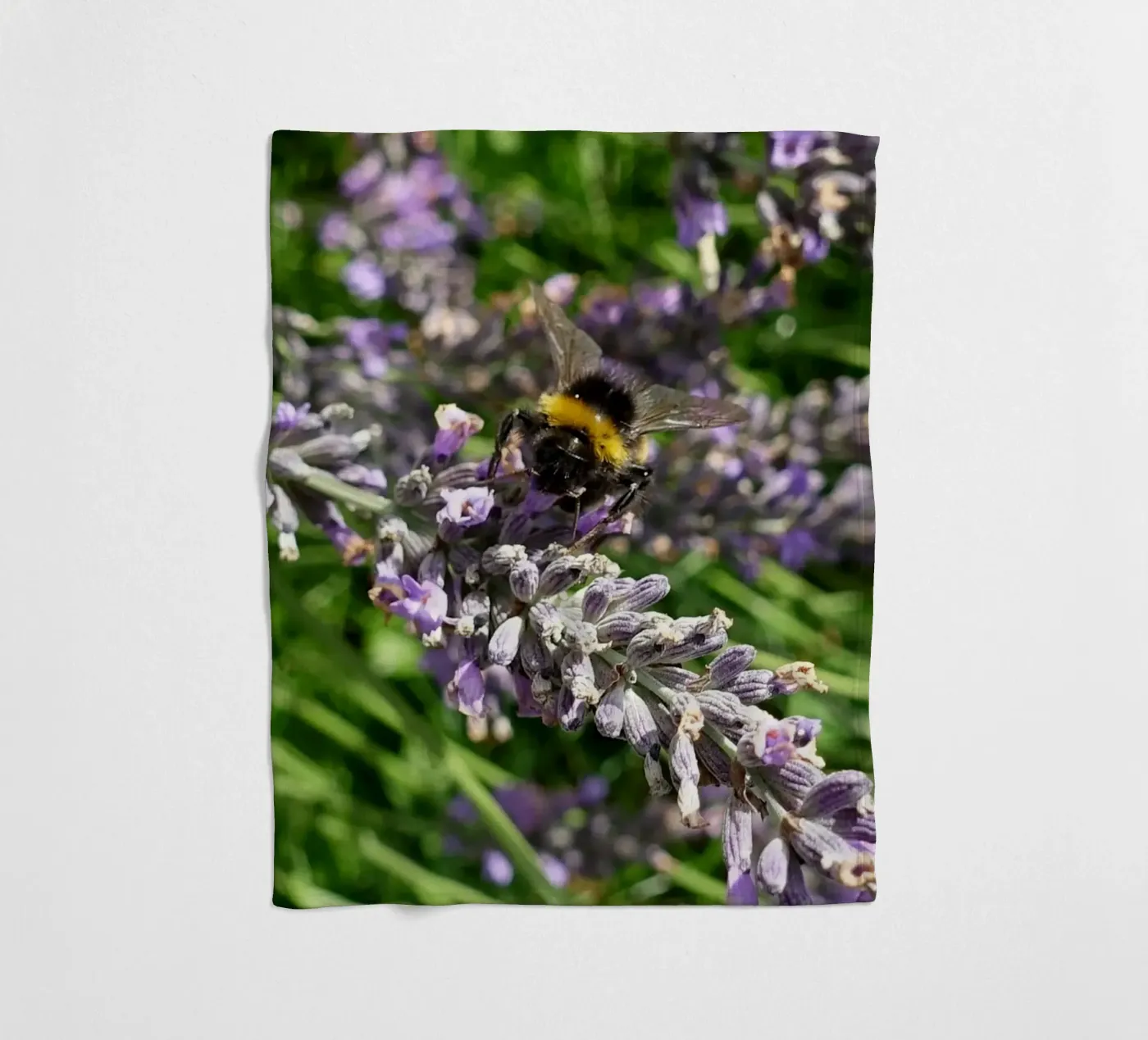 Bee fleece blanket by Massimo Frascogna