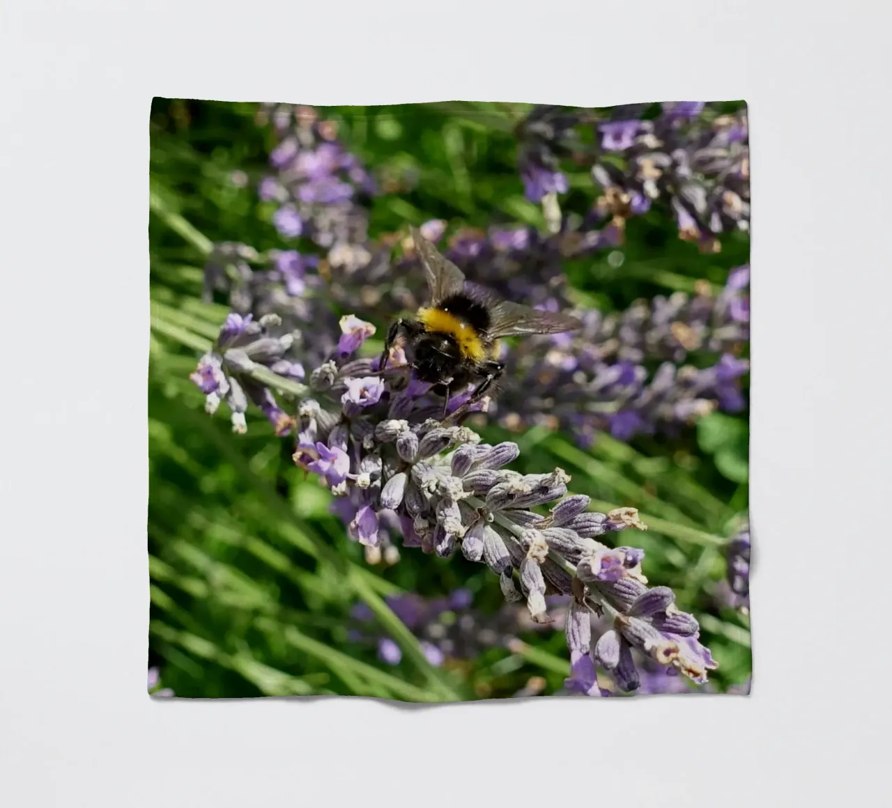 Bee fleece blanket by Massimo Frascogna
