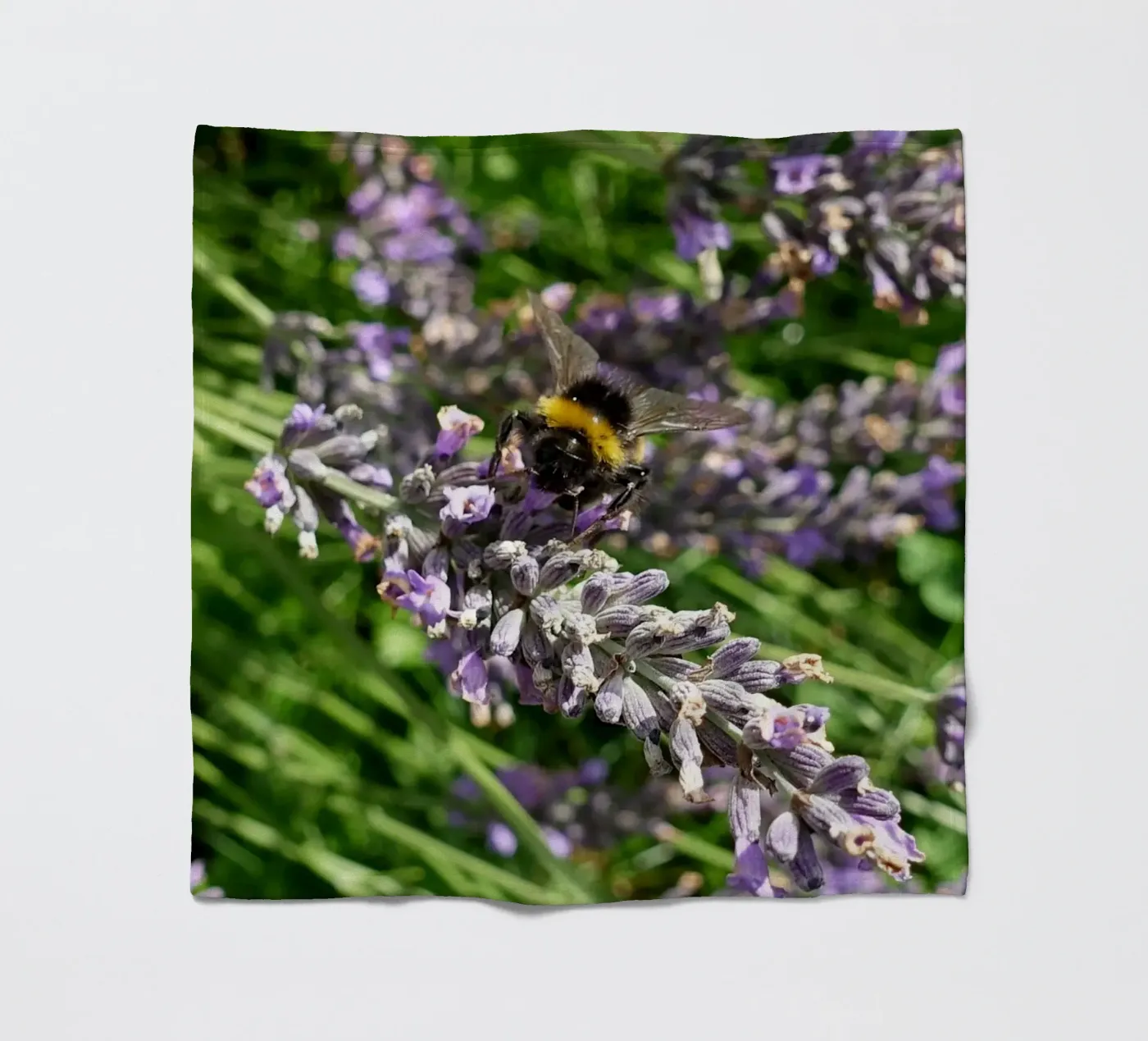 Bee fleece blanket by Massimo Frascogna