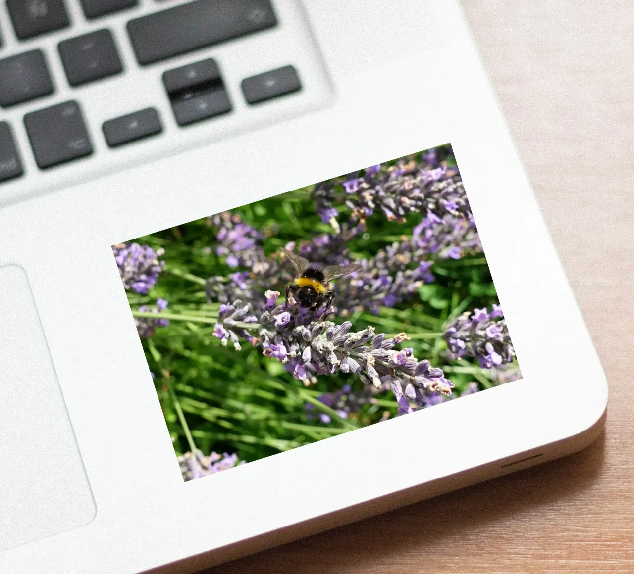 Bee sticker by Massimo Frascogna