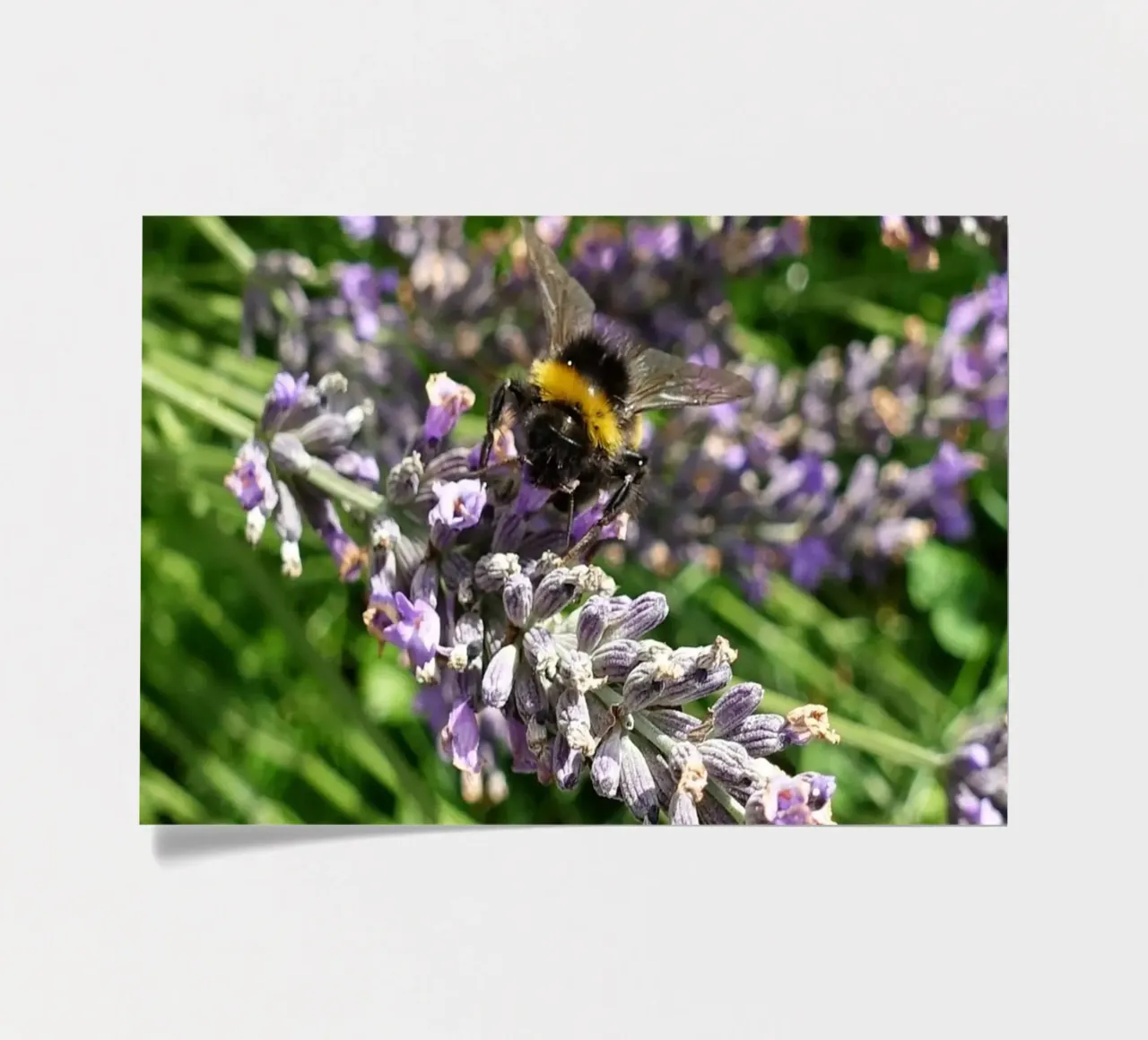 Bee sticker sheet by Massimo Frascogna