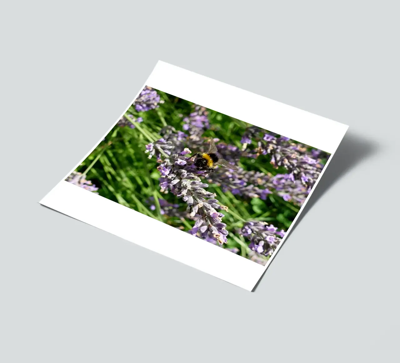 Bee sticker sheet by Massimo Frascogna