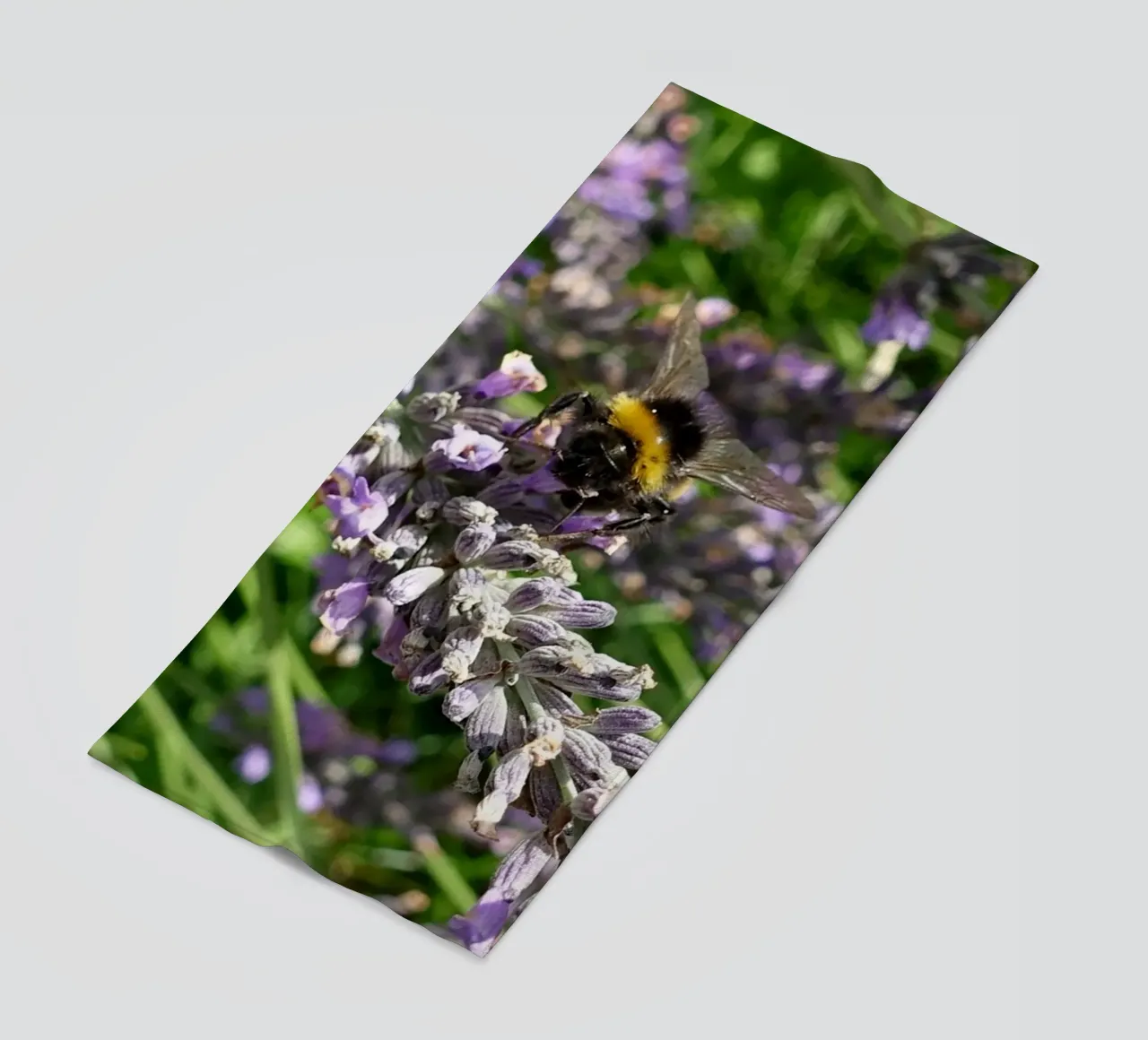 Ape telo mare da Massimo Frascogna