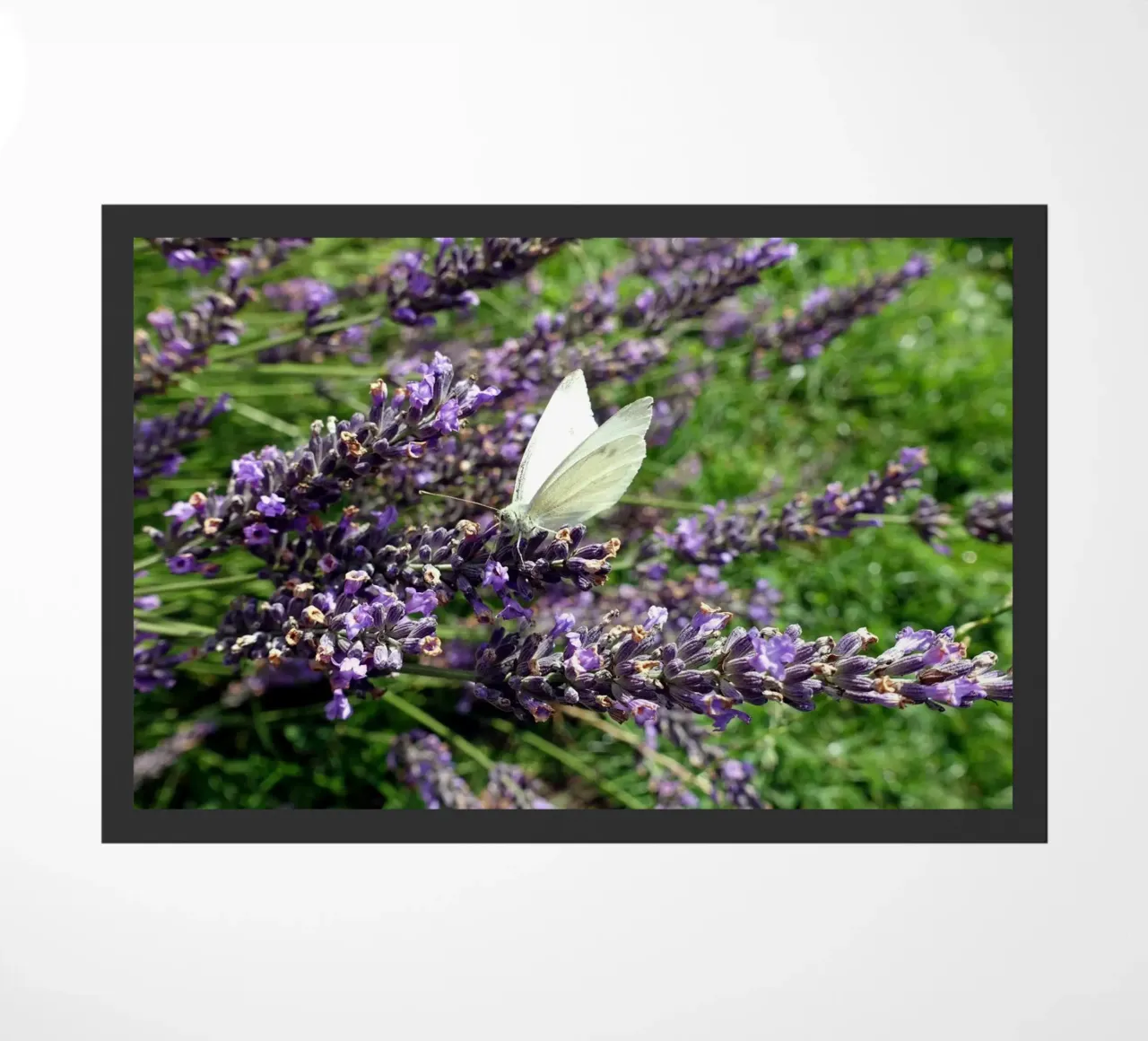 Farfalla zerbino da Massimo Frascogna