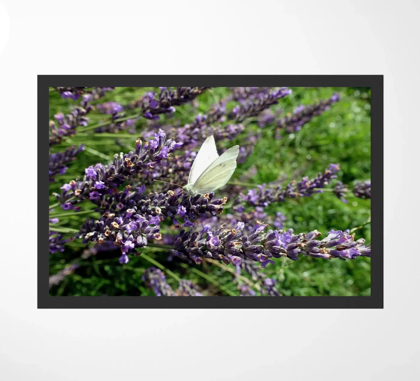 Butterfly paillasson de Massimo Frascogna