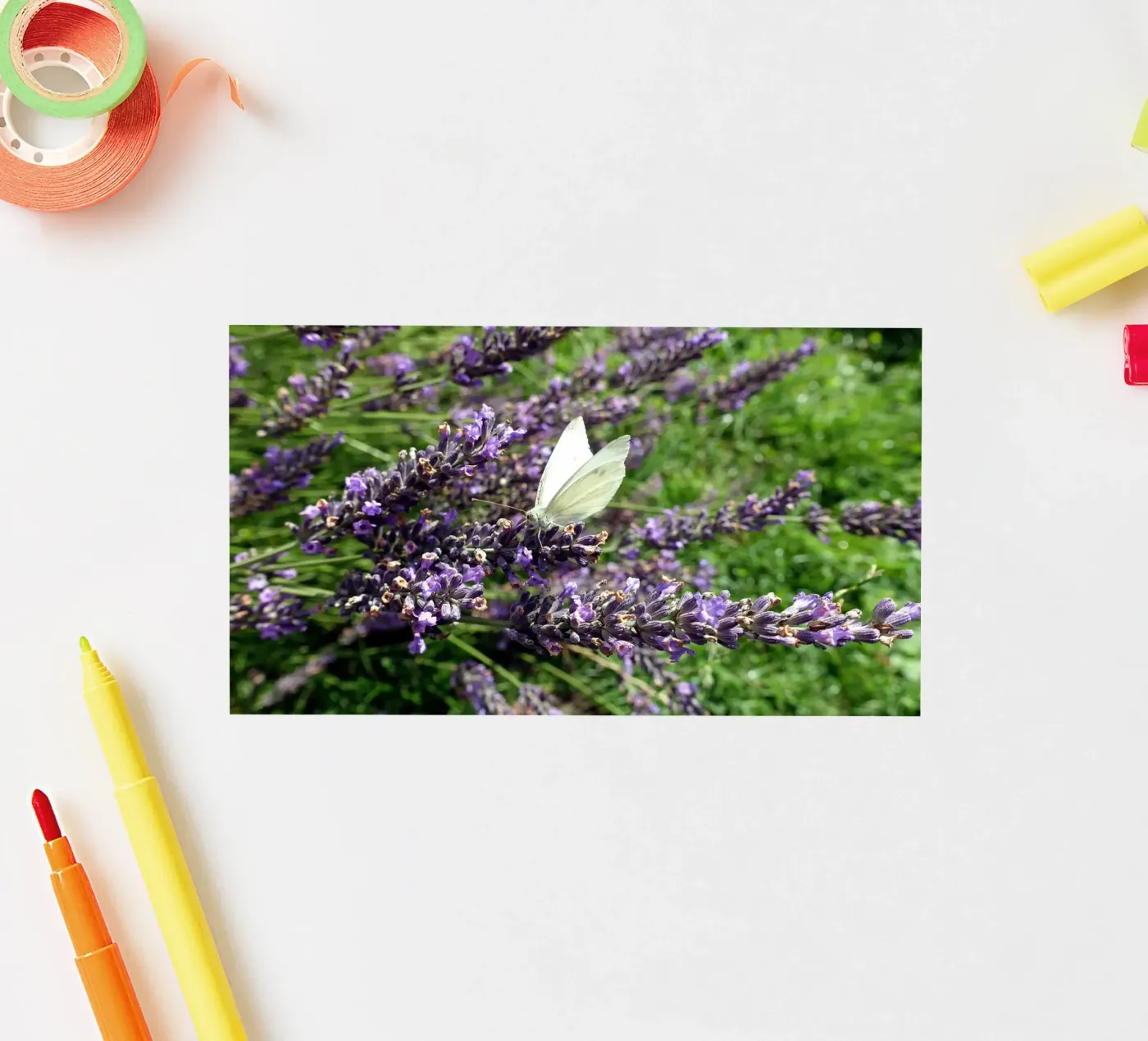 Farfalla adesivo da Massimo Frascogna