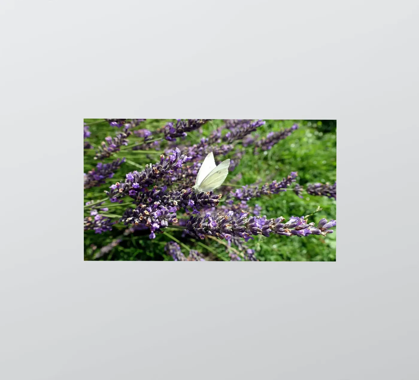 Farfalla adesivo da Massimo Frascogna