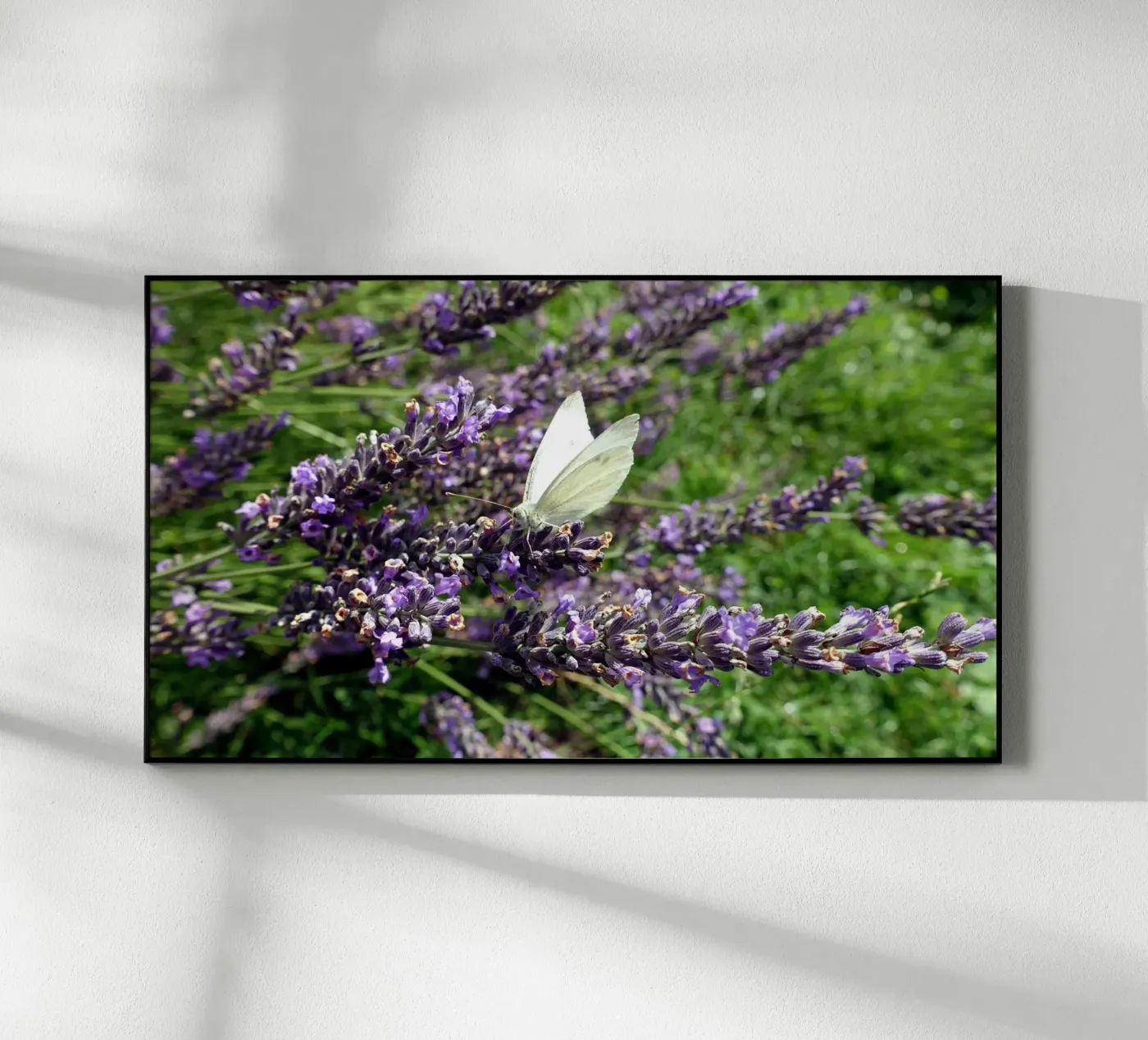 Butterfly plexiglass da Massimo Frascogna