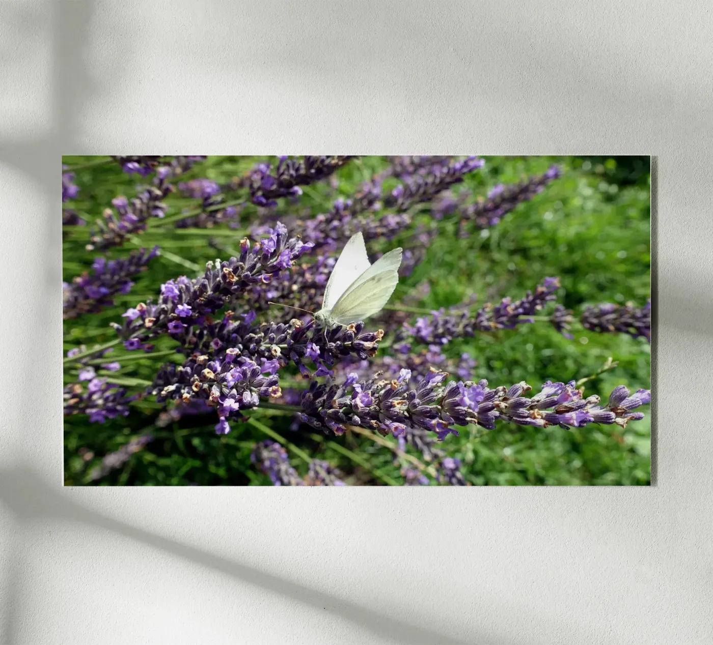 Butterfly plexiglass da Massimo Frascogna