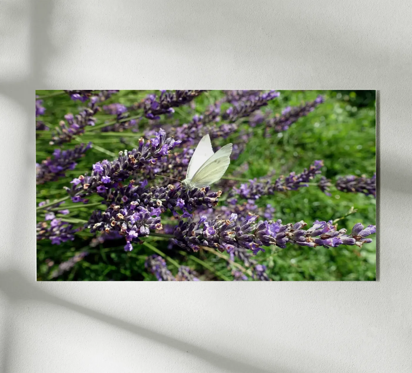 Papillon plexiglas de Massimo Frascogna