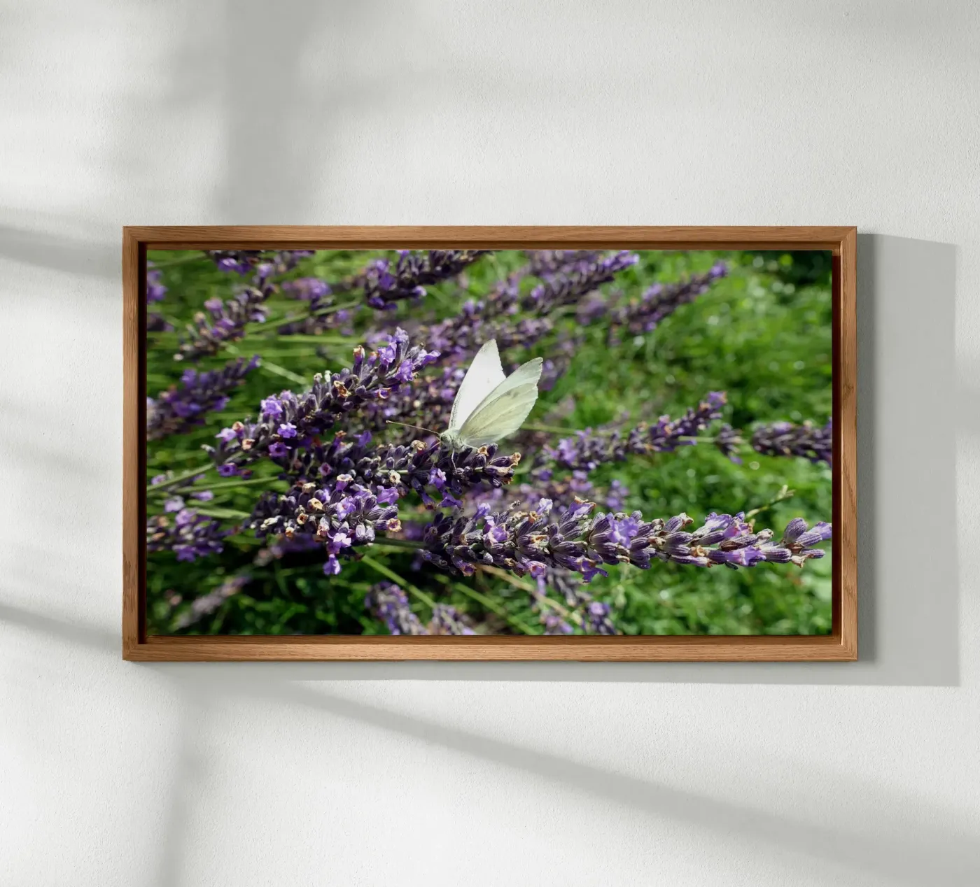 Butterfly pannello forex da Massimo Frascogna