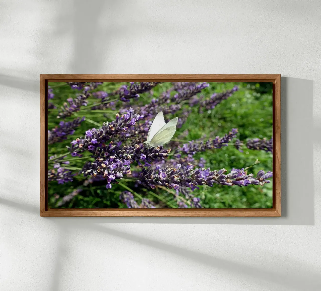 Farfalla pannello forex da Massimo Frascogna