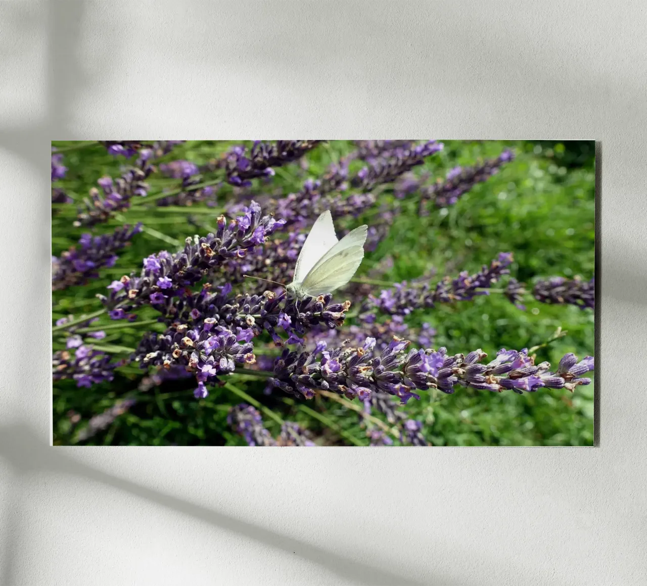 Farfalla pannello forex da Massimo Frascogna