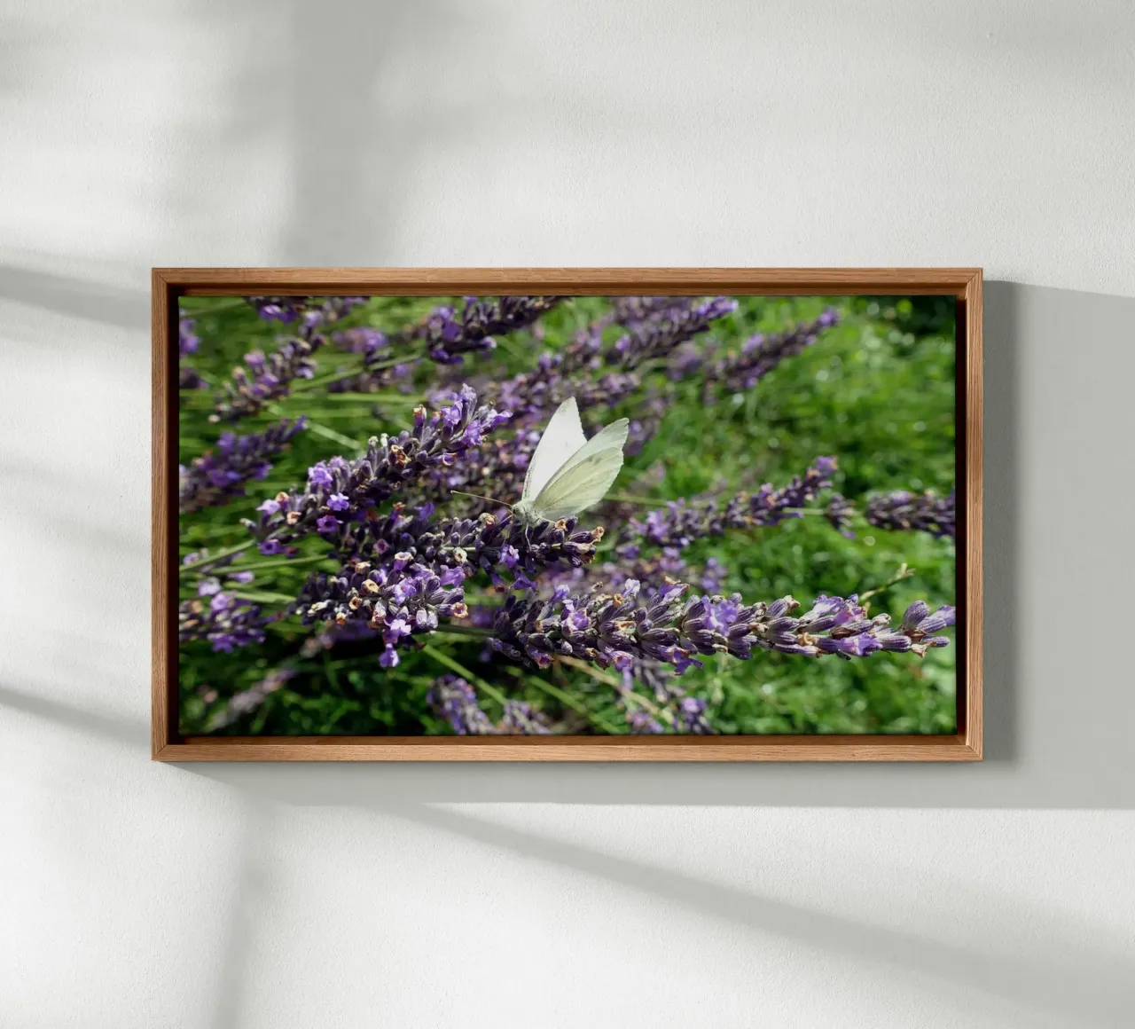 Farfalla tela da Massimo Frascogna