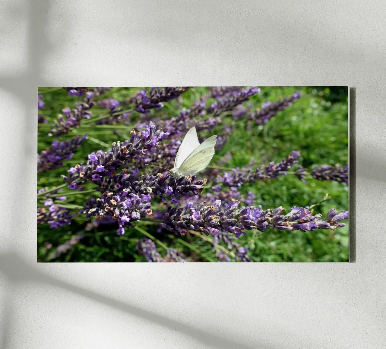 Farfalla tela da Massimo Frascogna