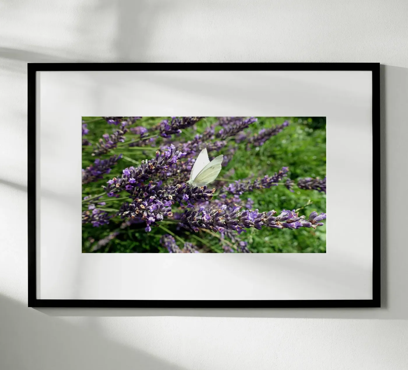 Butterfly poster de Massimo Frascogna