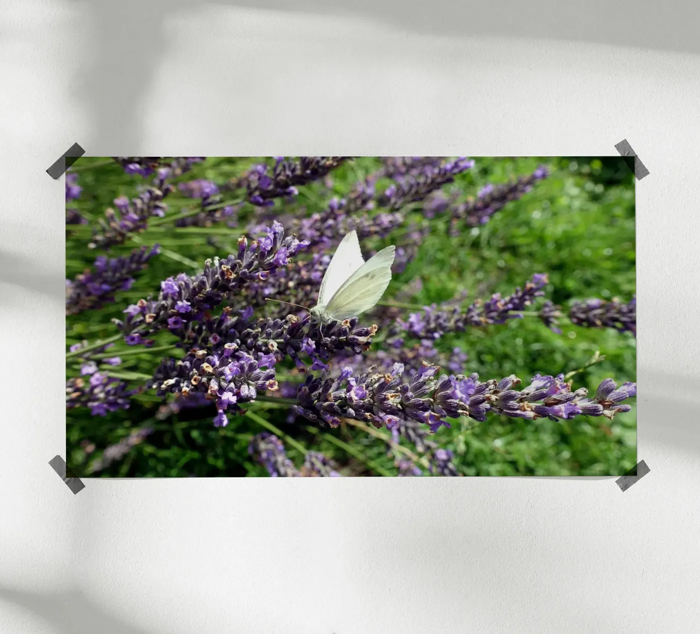 Butterfly poster de Massimo Frascogna