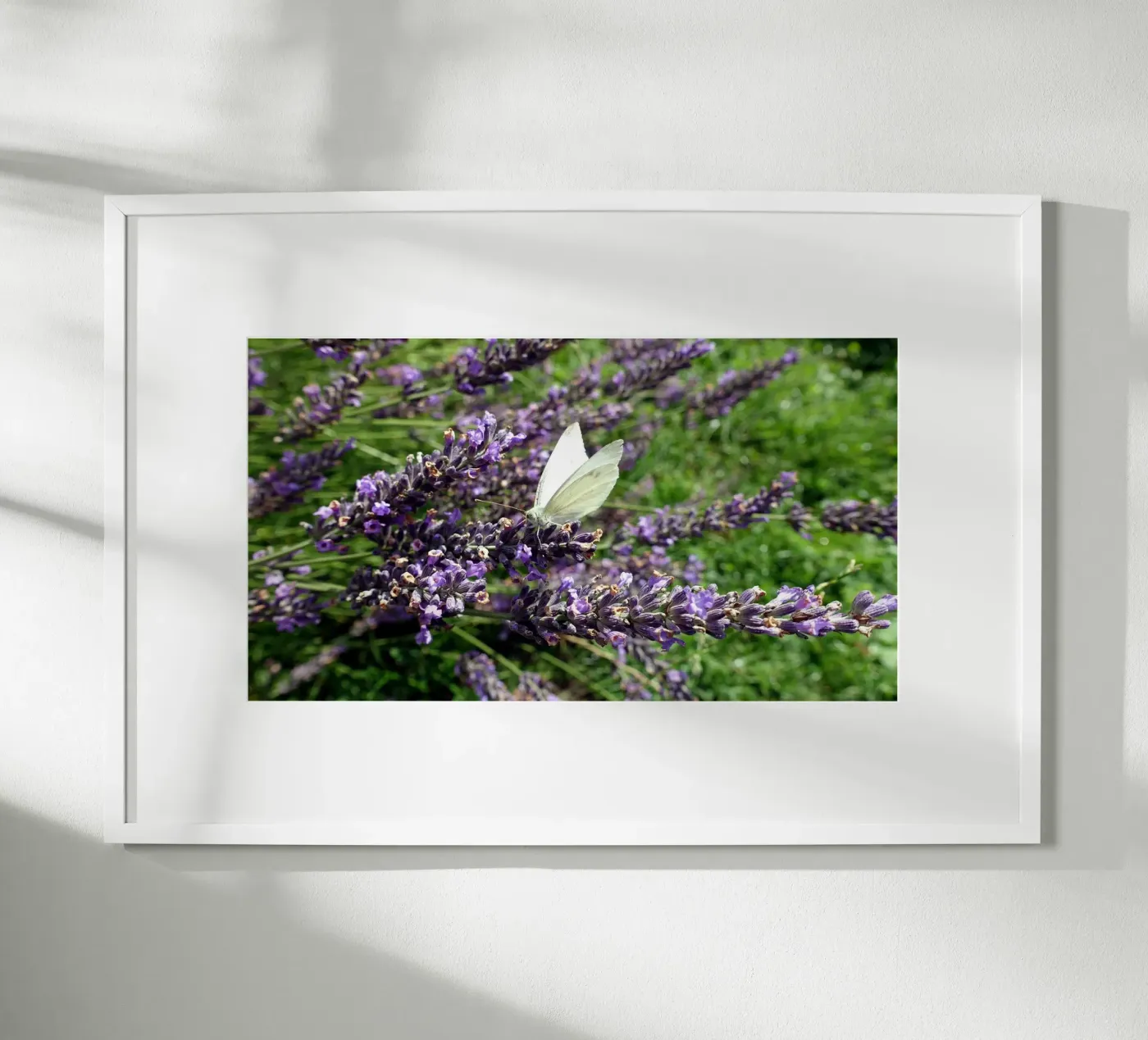 Butterfly poster de Massimo Frascogna