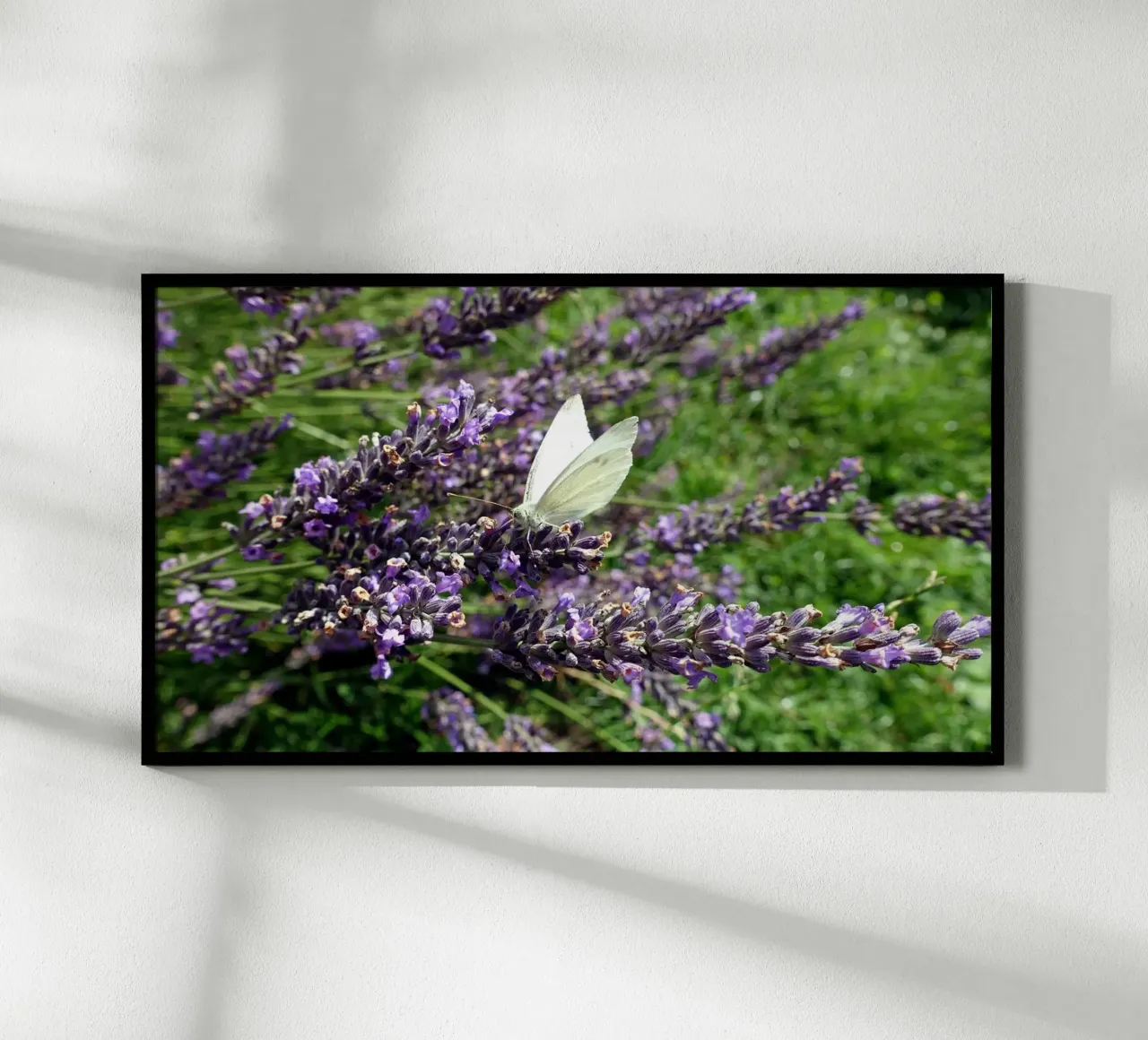 Farfalla poster da Massimo Frascogna