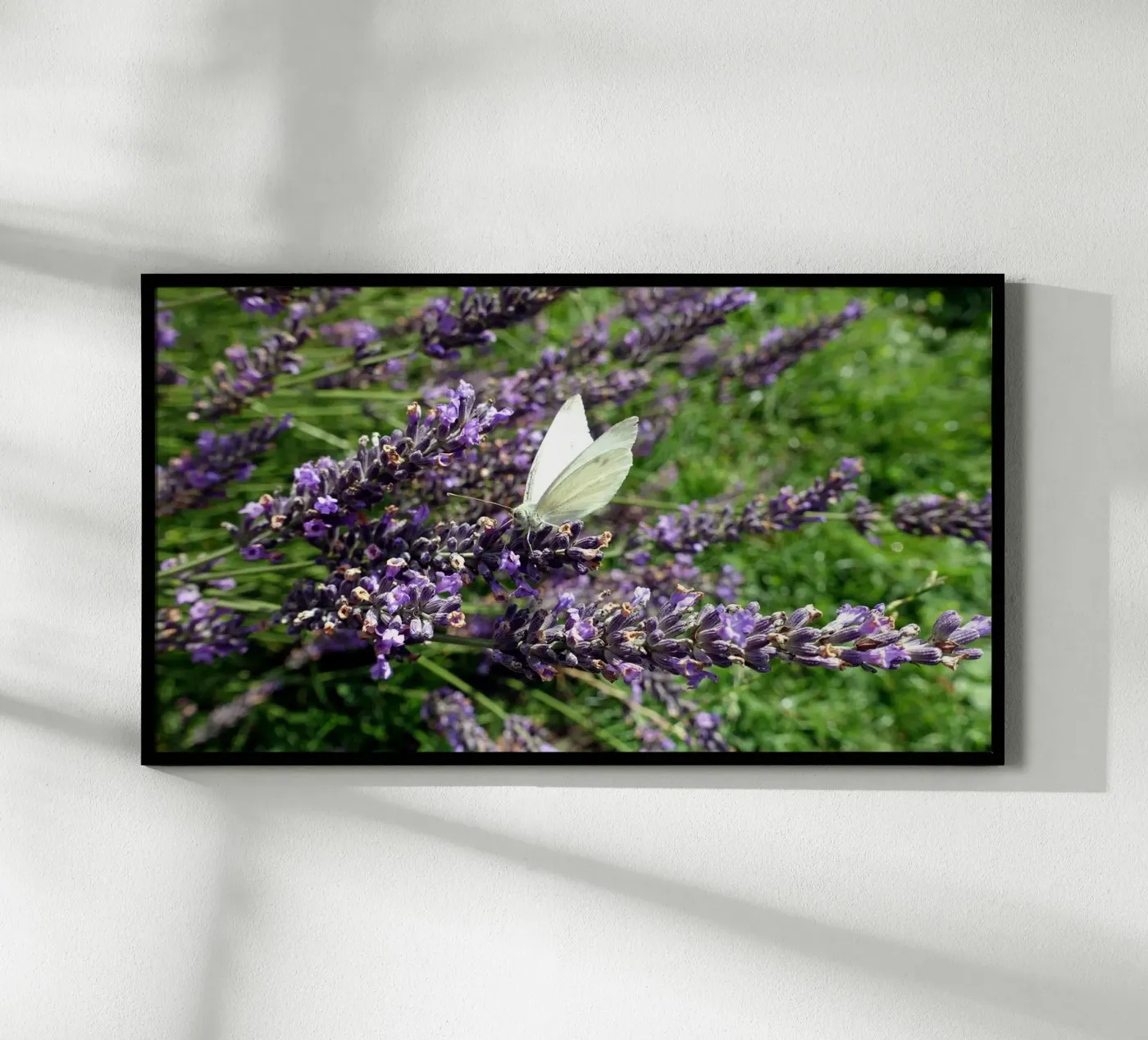 Butterfly poster de Massimo Frascogna