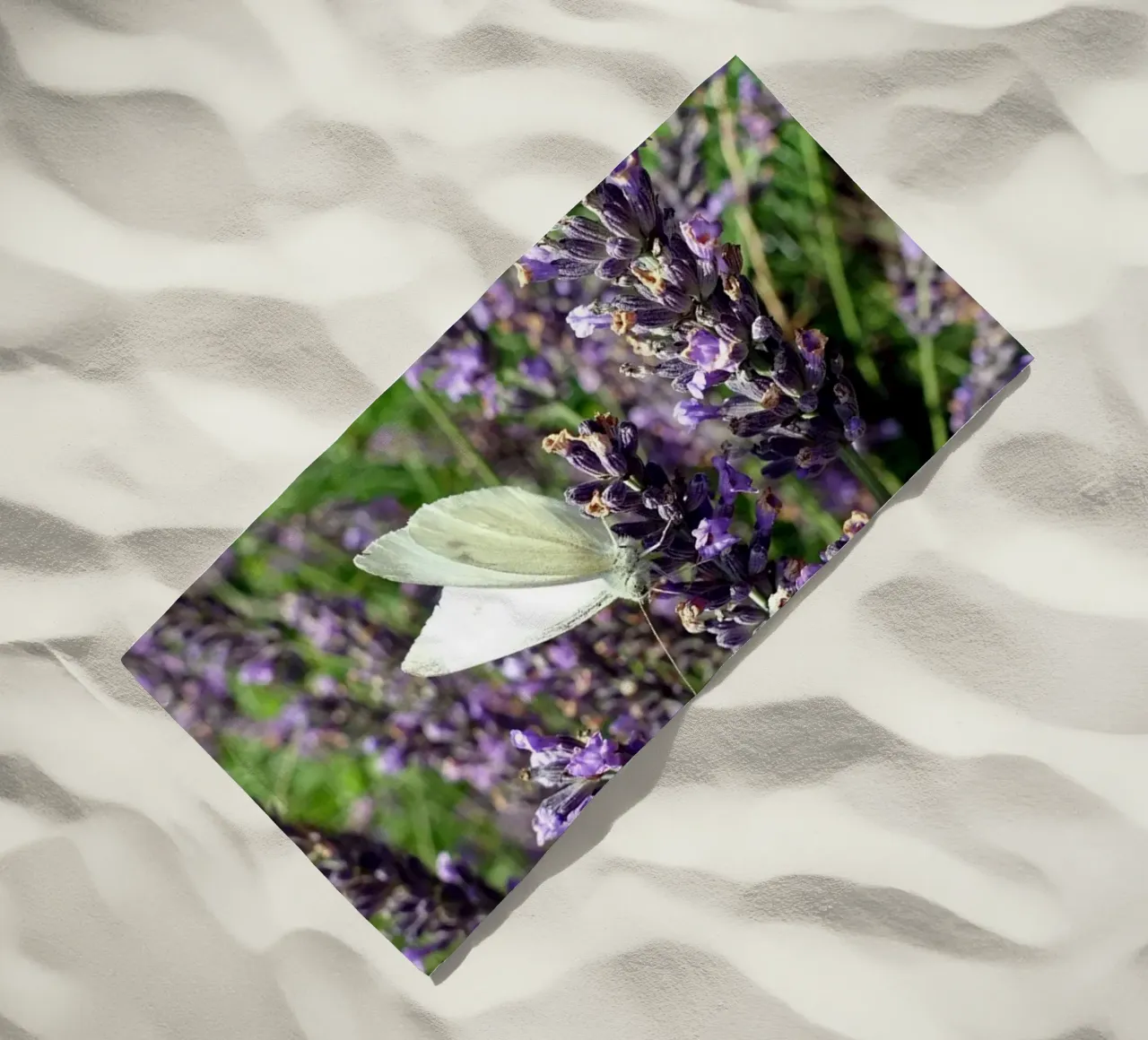 Farfalla telo mare da Massimo Frascogna