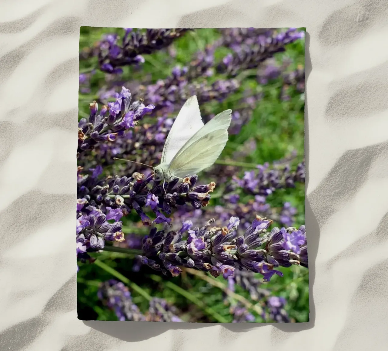 Farfalla telo mare da Massimo Frascogna