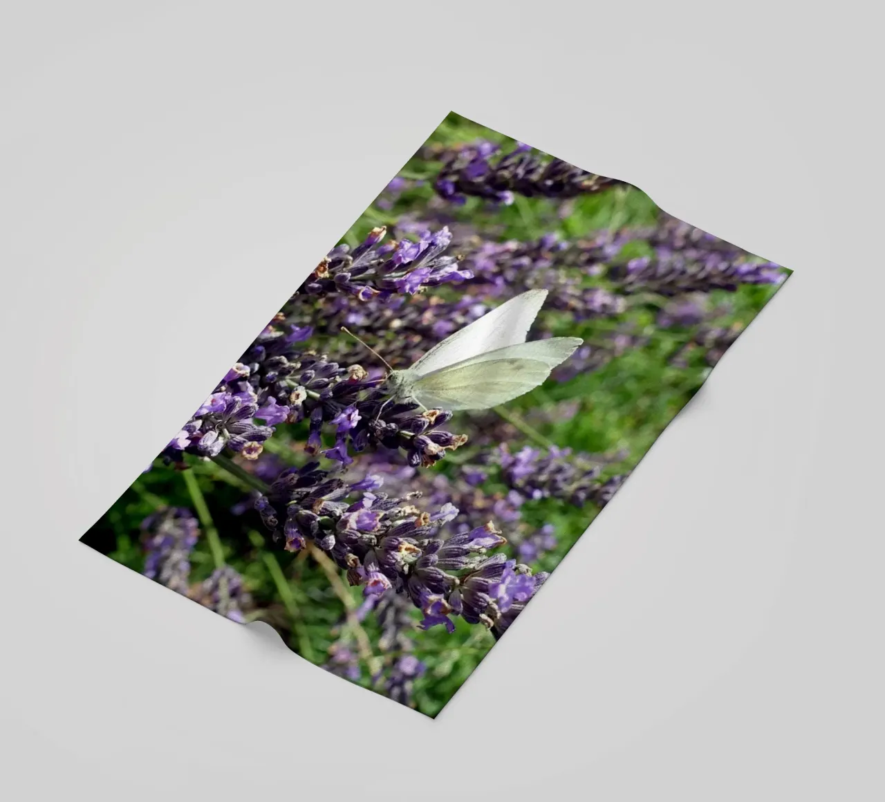 Farfalla telo mare da Massimo Frascogna