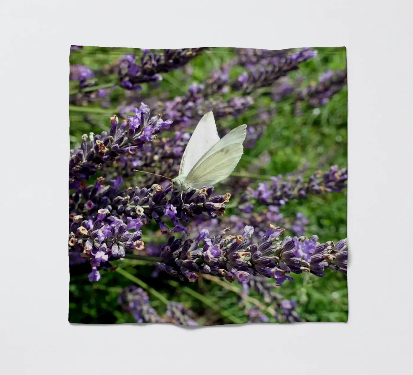 Butterfly coperta in pile da Massimo Frascogna