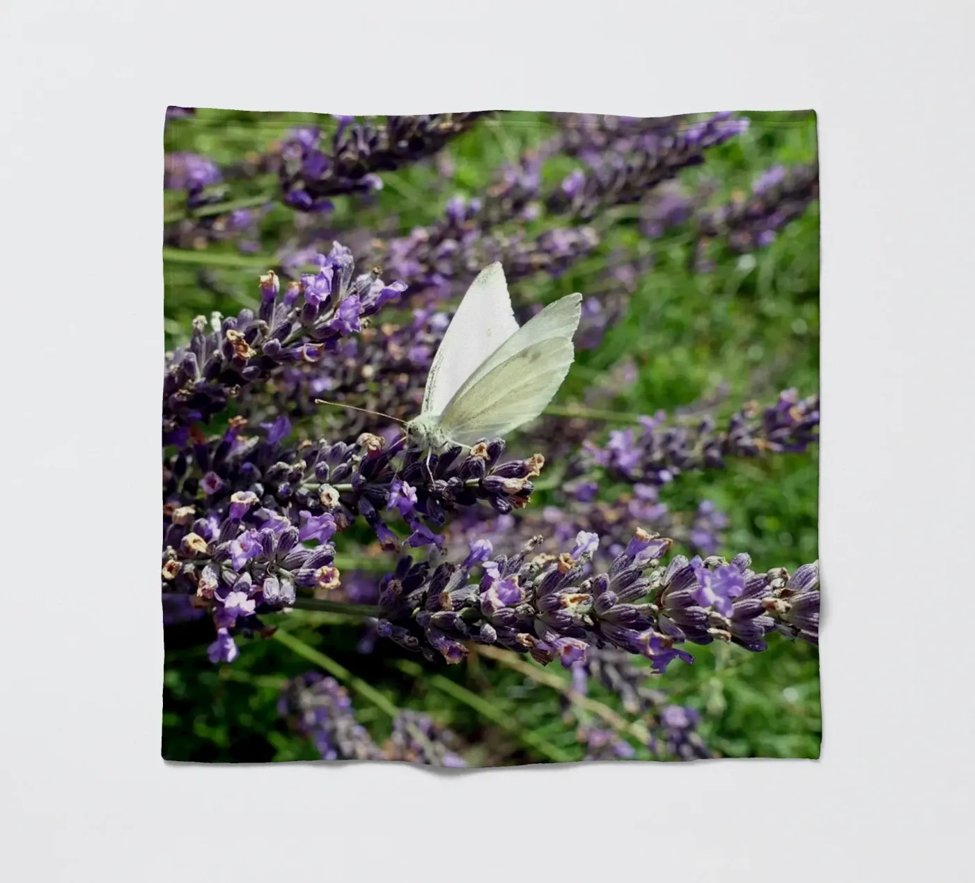 Farfalla coperta in pile da Massimo Frascogna