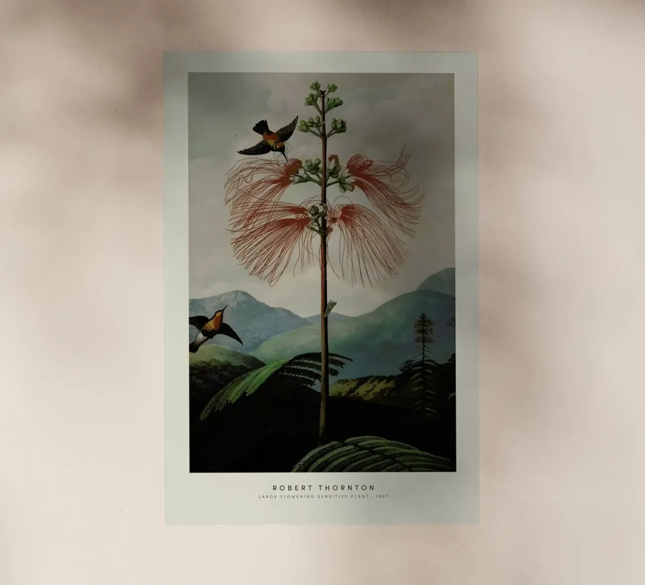 Thornton - Large Flowering Sensitive Plant pellicola backlit da Vintage by JUNIQE