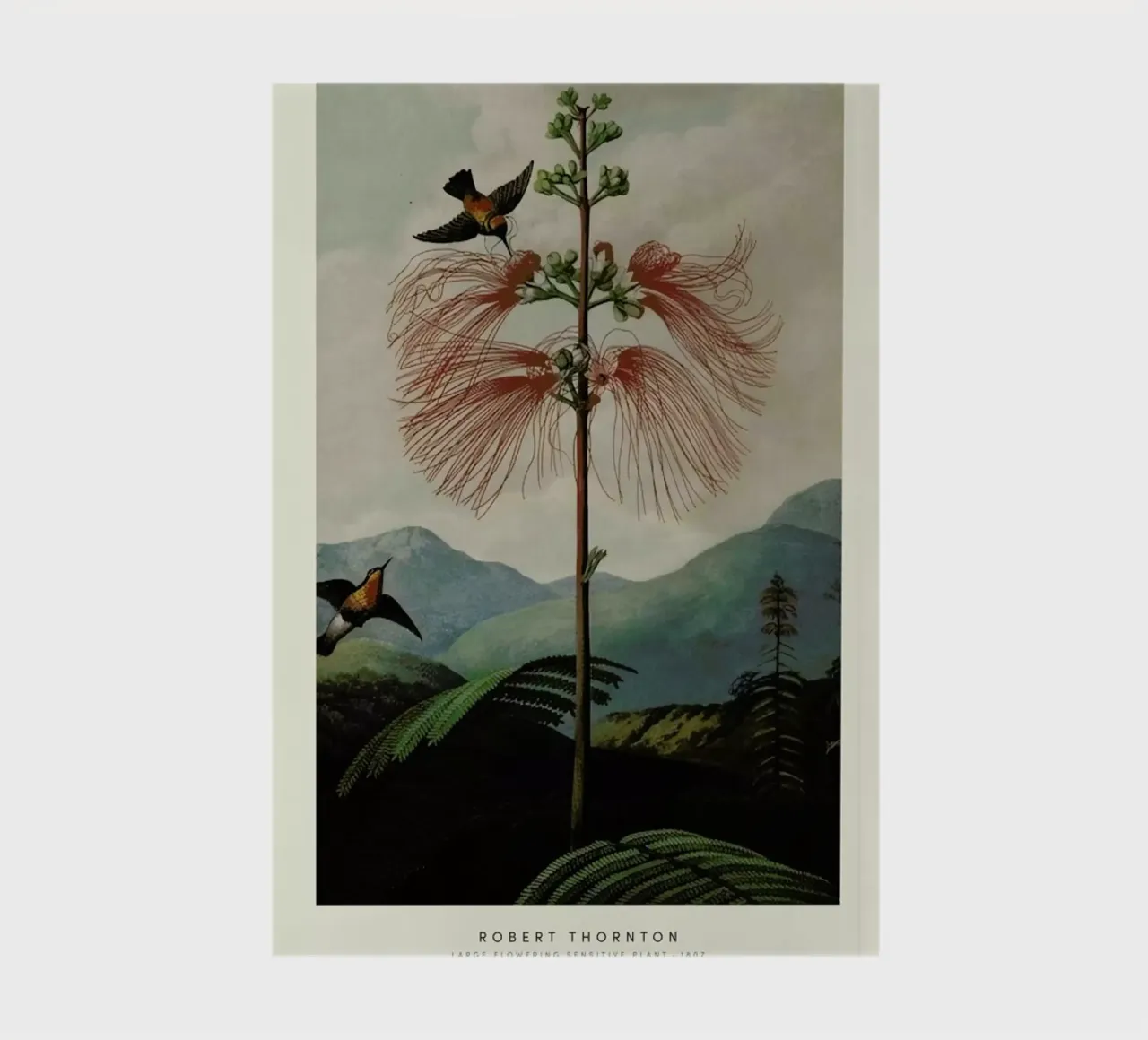 Thornton - Large Flowering Sensitive Plant notebook by Vintage by JUNIQE