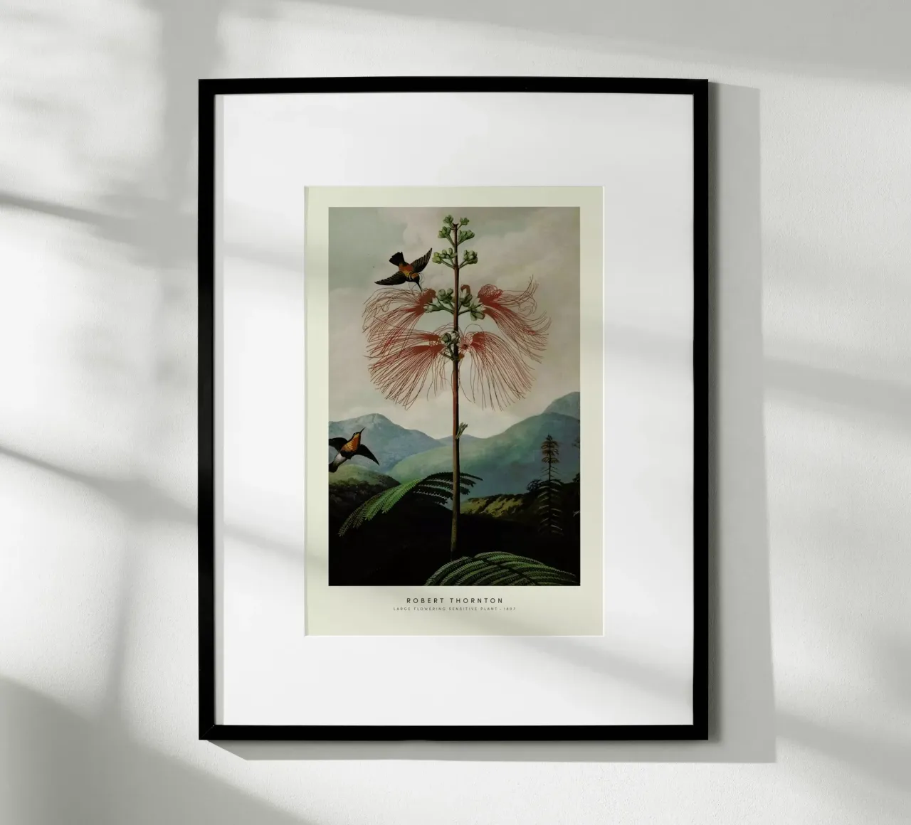 Thornton - Large Flowering Sensitive Plant carta hahnemühle da Vintage by JUNIQE