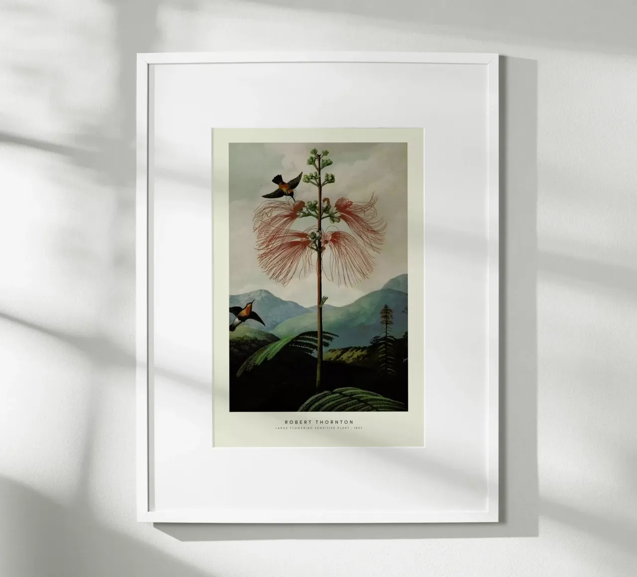 Thornton - Large Flowering Sensitive Plant carta hahnemühle da Vintage by JUNIQE
