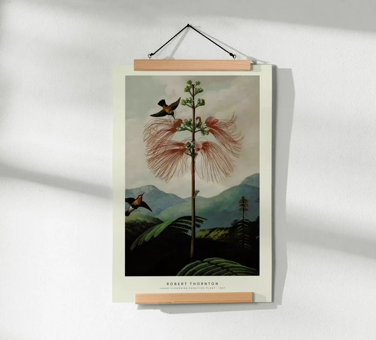 Thornton - Large Flowering Sensitive Plant carta hahnemühle da Vintage by JUNIQE