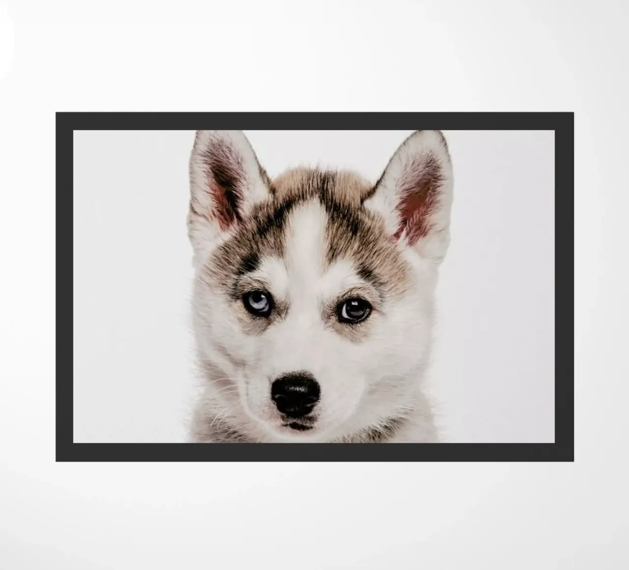 Husky zerbino da Paws & Claws
