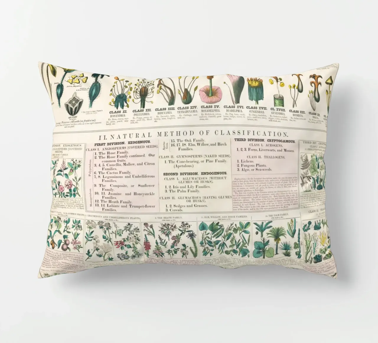 Poster botanico di piante cuscino da ARTVI-SHOP