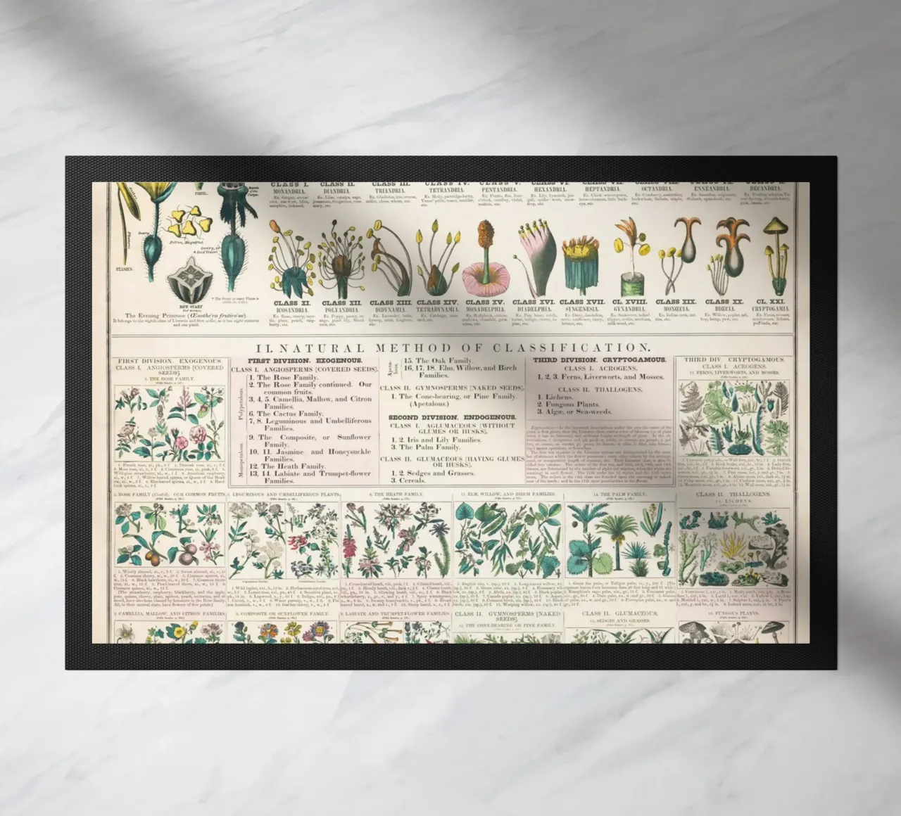 Poster botanico di piante zerbino da ARTVI-SHOP