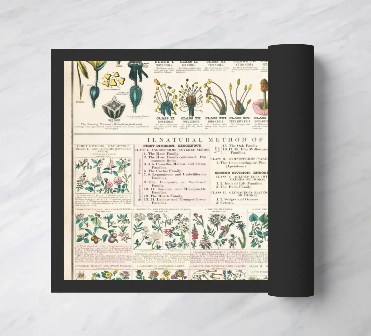 Póster botánico de plantas felpudo de ARTVI-SHOP