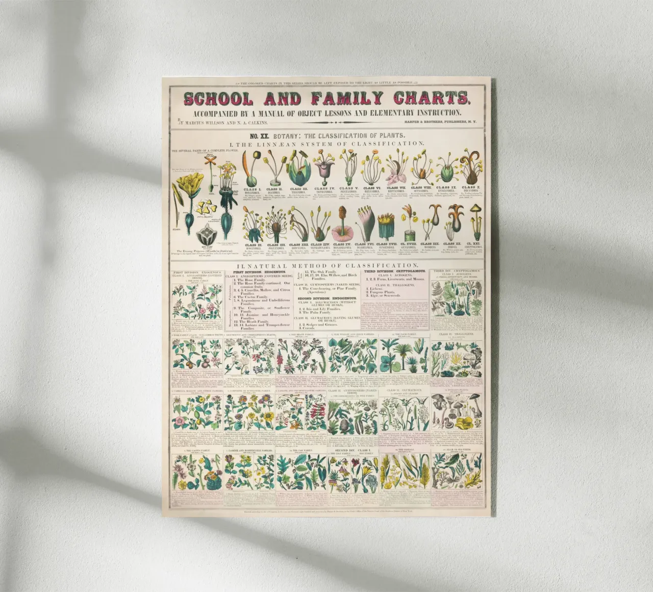 Poster botanico di piante plexiglass da ARTVI-SHOP