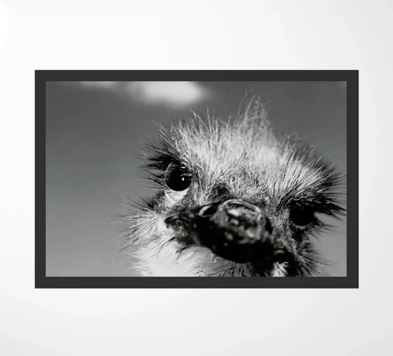 Head in the Clouds zerbino da Natural Kingdom