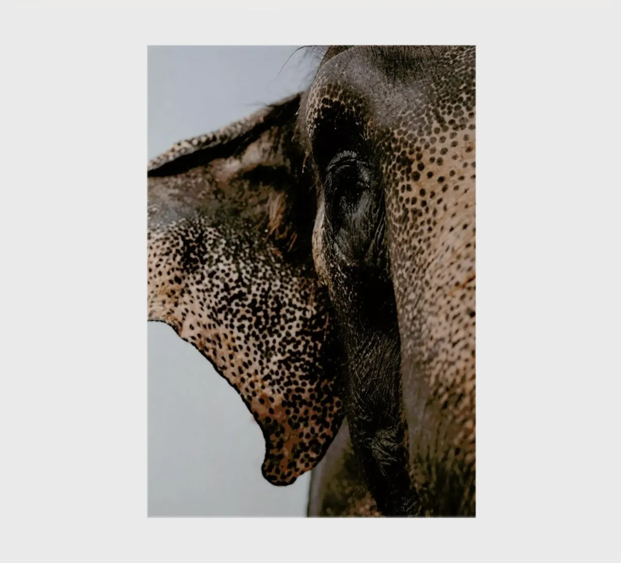 Elephant, Nepal notebook by EyeEm Mobile GmbH
