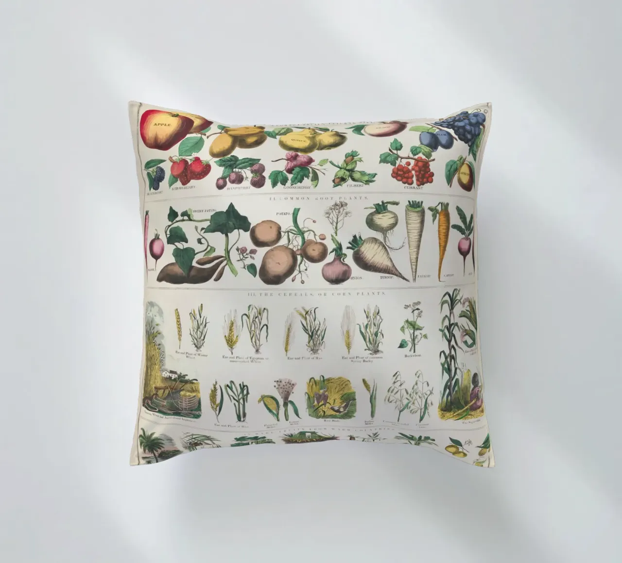 Poster botanico di piante cuscino da ARTVI-SHOP