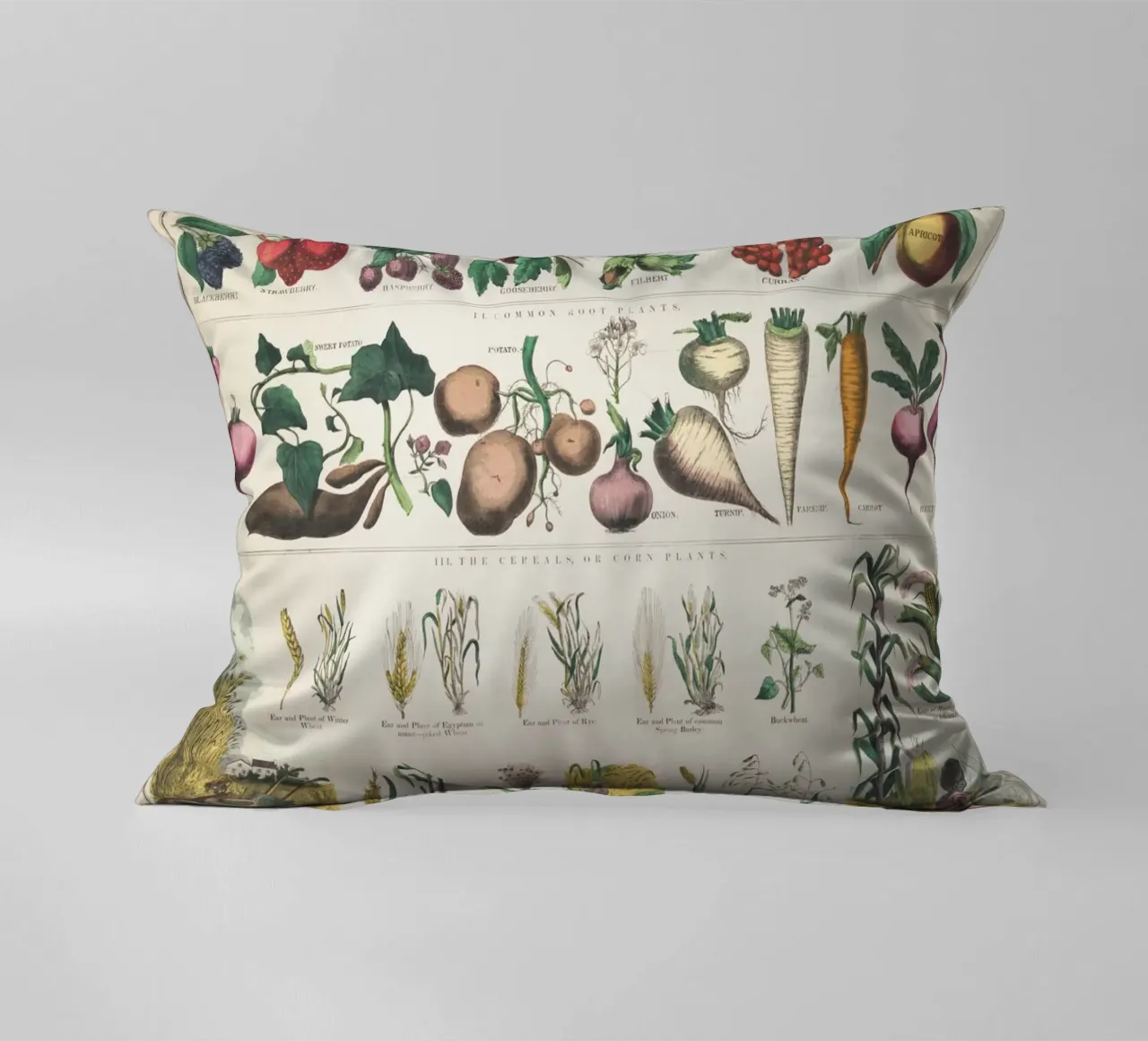 Poster botanico di piante cuscino da ARTVI-SHOP