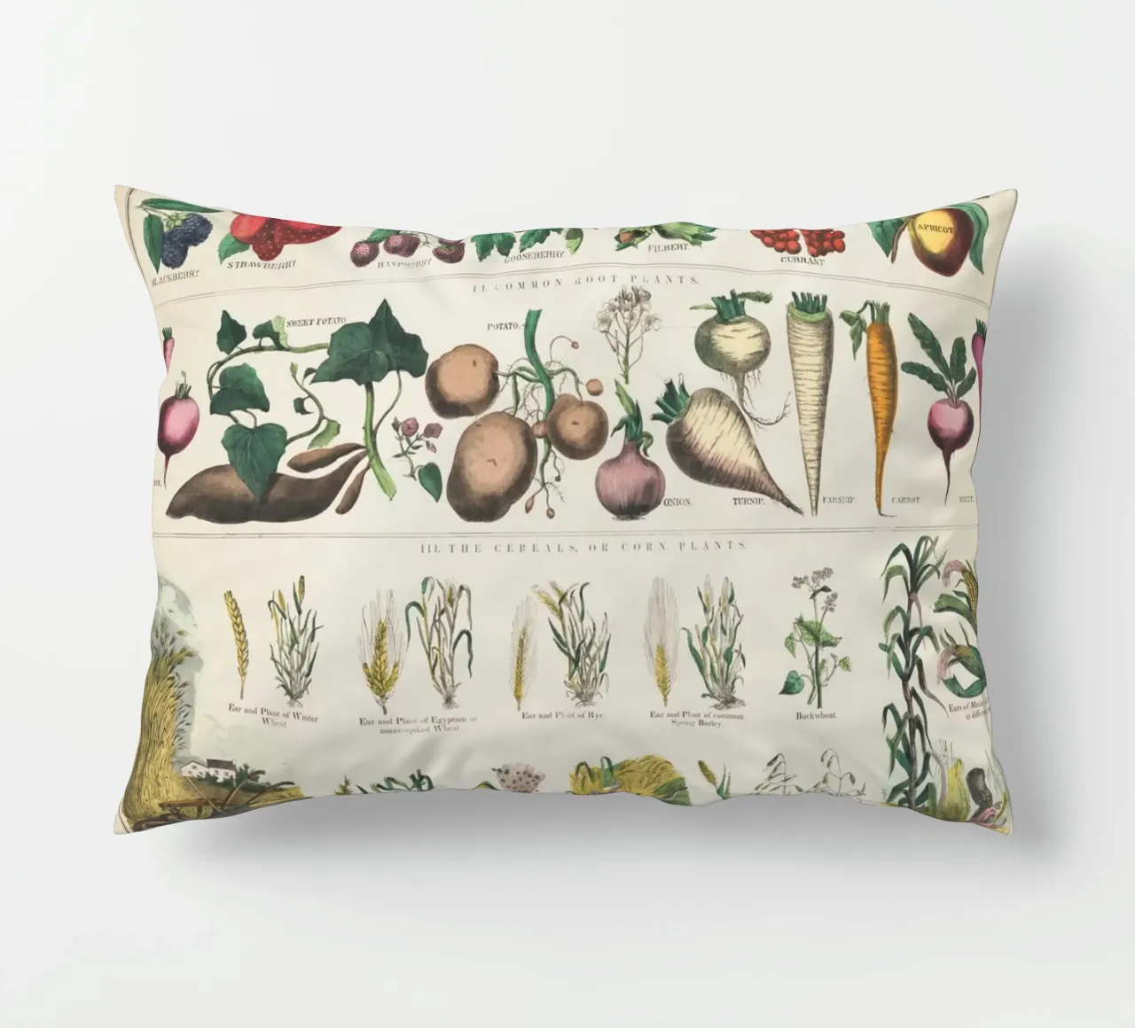 Poster botanico di piante cuscino da ARTVI-SHOP