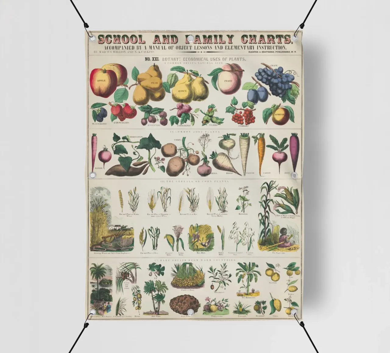 Poster botanico di piante telo in pvc da ARTVI-SHOP