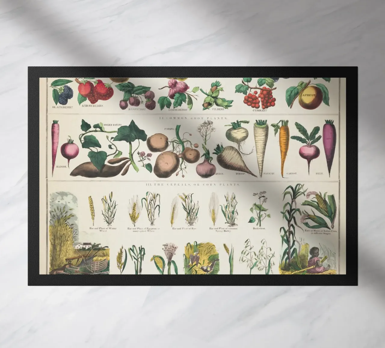 Poster botanico di piante zerbino da 🎁 NOBELART