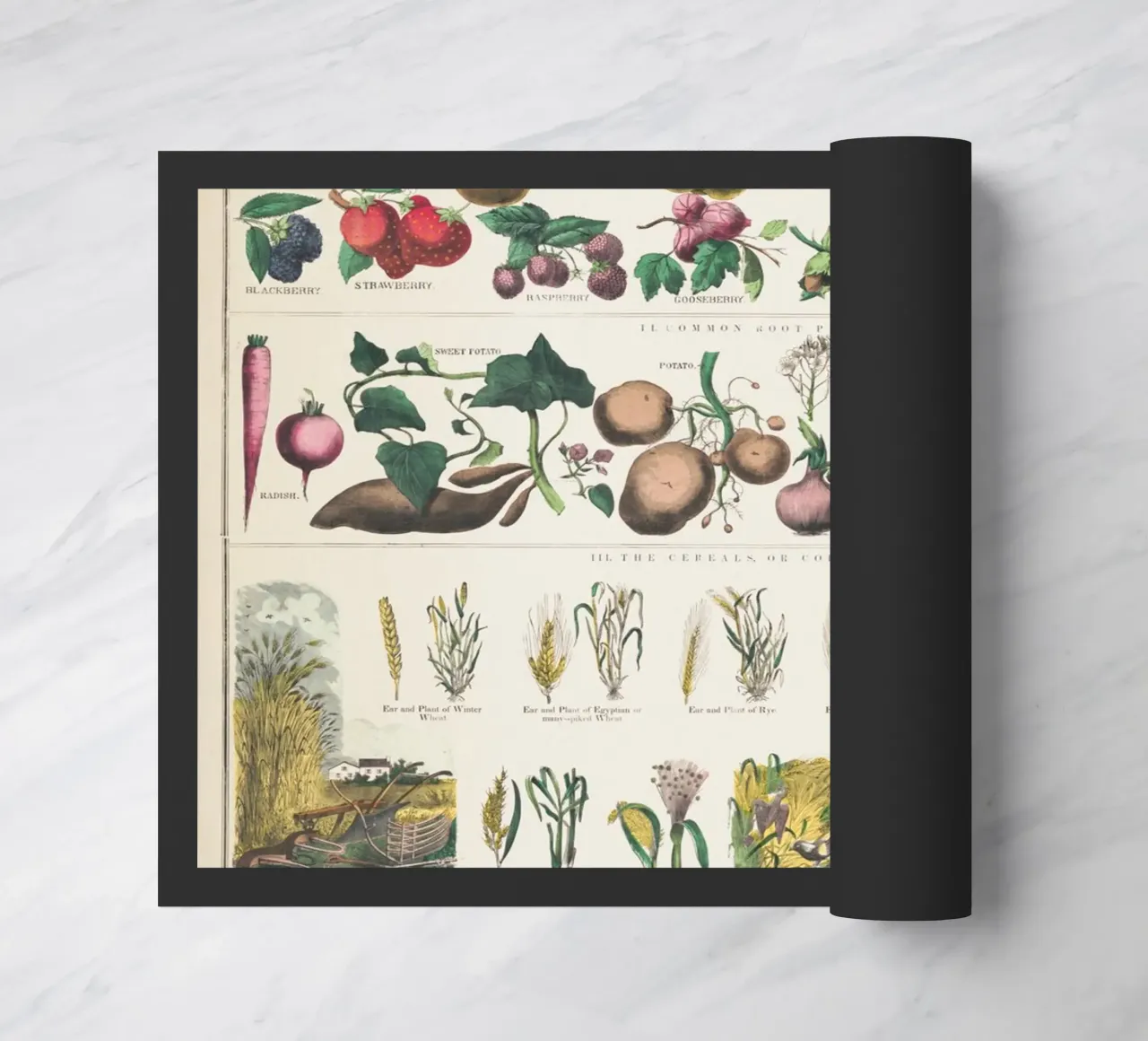 Poster botanico di piante zerbino da 🎁 NOBELART