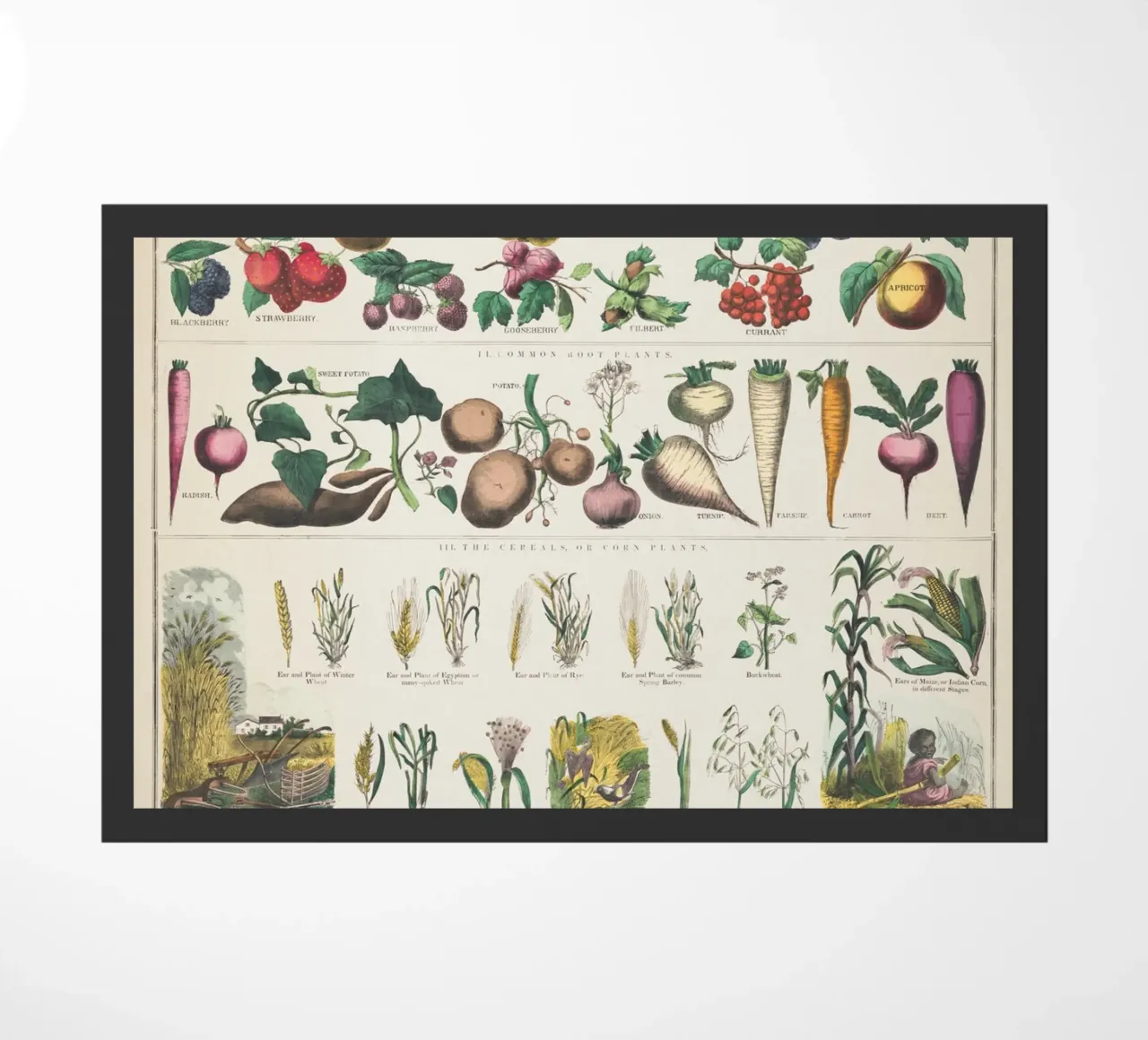 Poster botanico di piante zerbino da ARTVI-SHOP